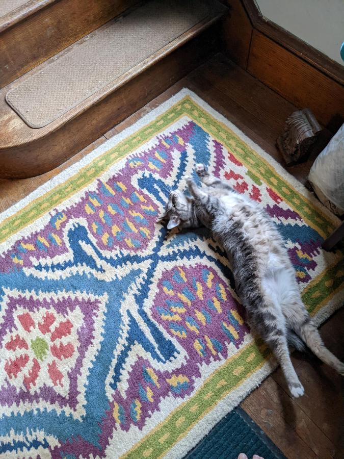 Bed and Breakfast The One Cat Brattleboro Exterior foto